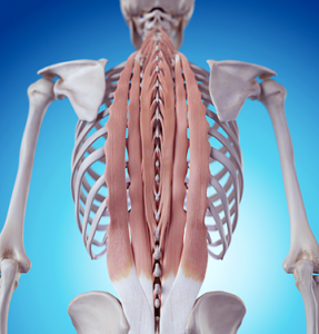 脊柱起立筋の解剖図