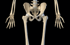 骨盤と大腿骨