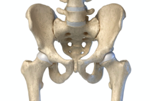 股関節インピンジメントと骨格の後天的な変化について