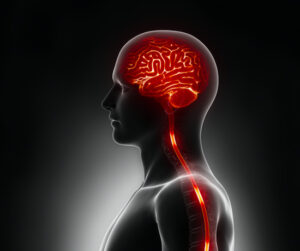 脳への痛覚の神経伝達