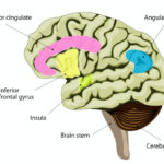 前帯状皮質Anterior cingulate cortex