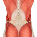 腰の筋膜