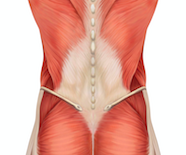 腰の筋膜