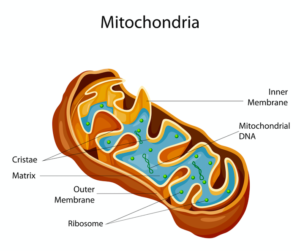 ミトコンドリア